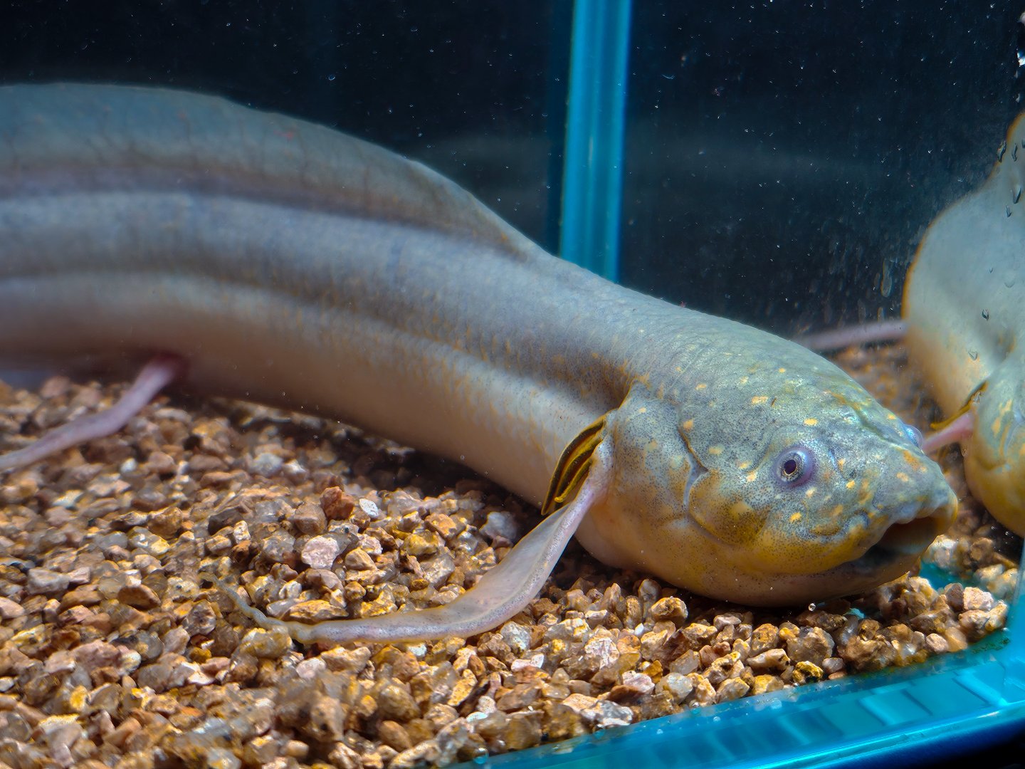 Kenyan Gilled Lungfish (Protopterus amphibius)