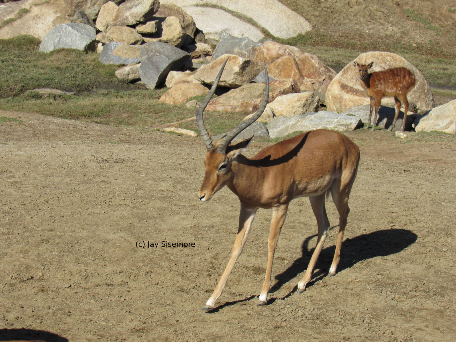Kenyan Impala Buck and Baby Sitatunga