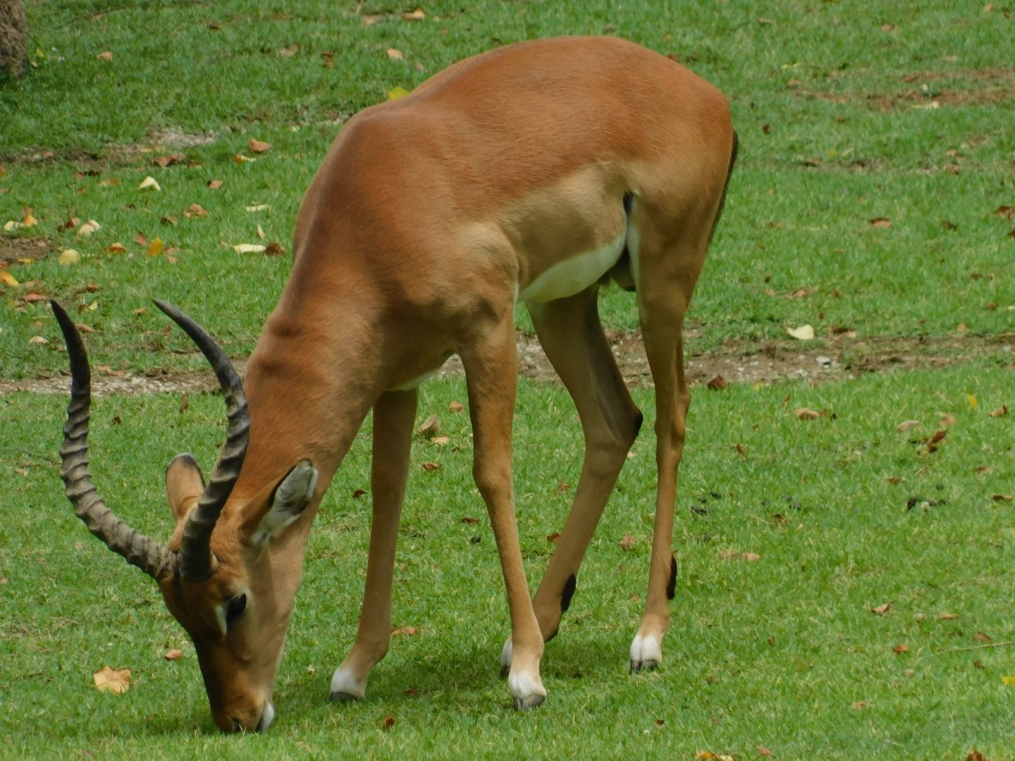 Kenyan Impala