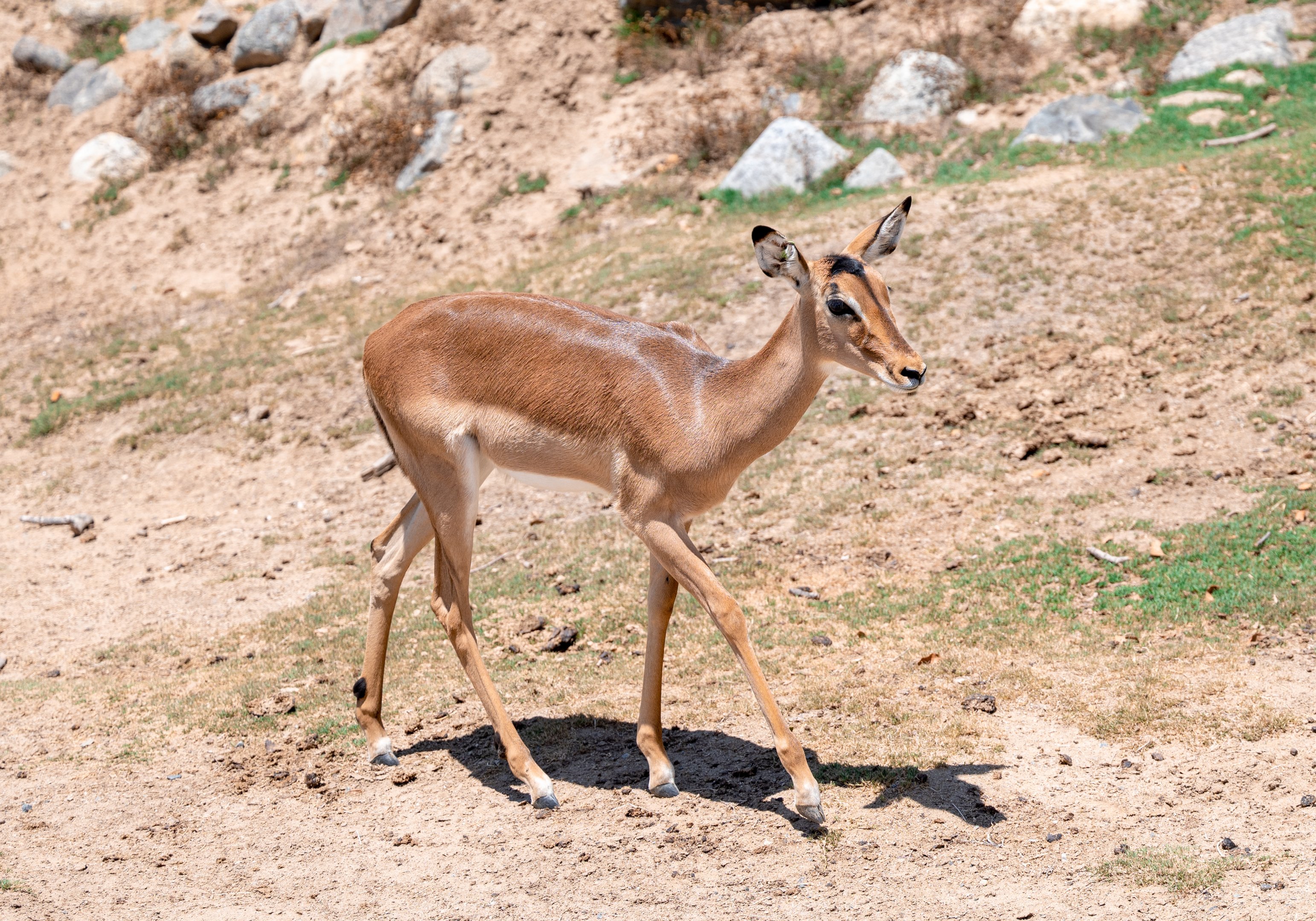 Kenyan Impala