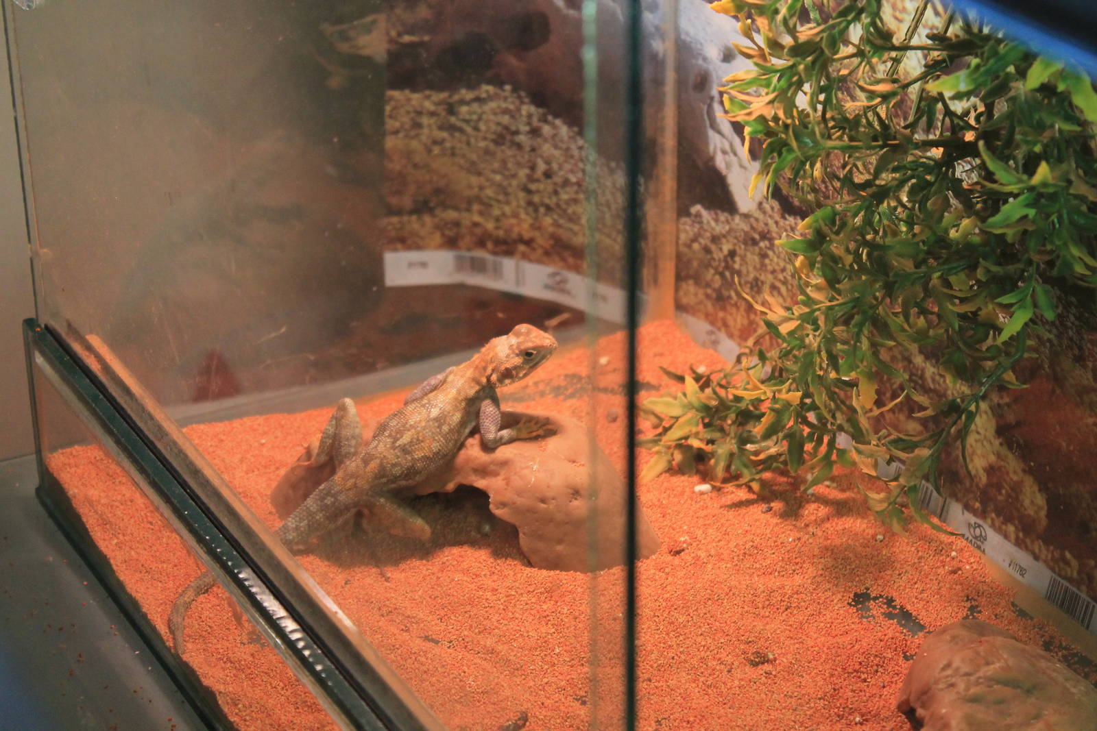 Kenyan Rock Agama (Agama lionotus)