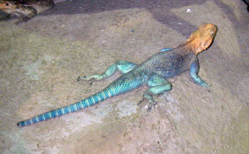 Kenyan Rock Agama (Agama lionotus)
