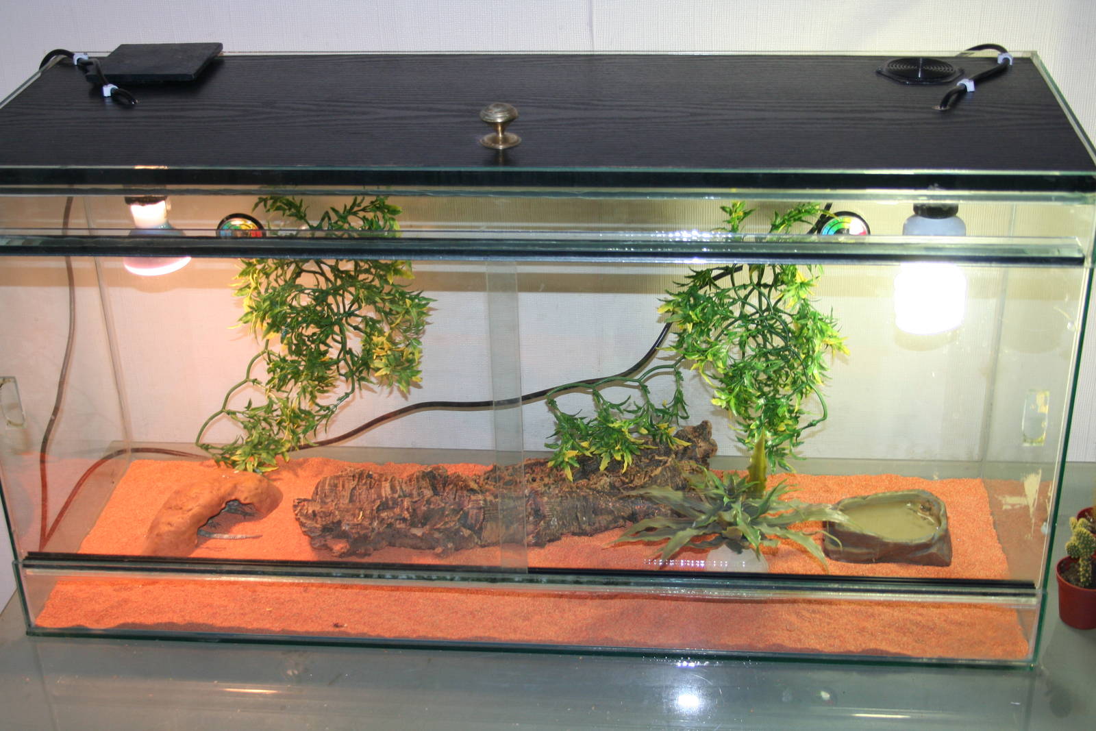 Kenyan rock agama enclosure
