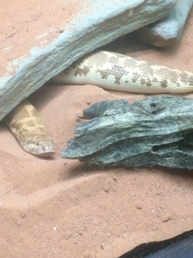 Kenyan Sand Boa (2018)