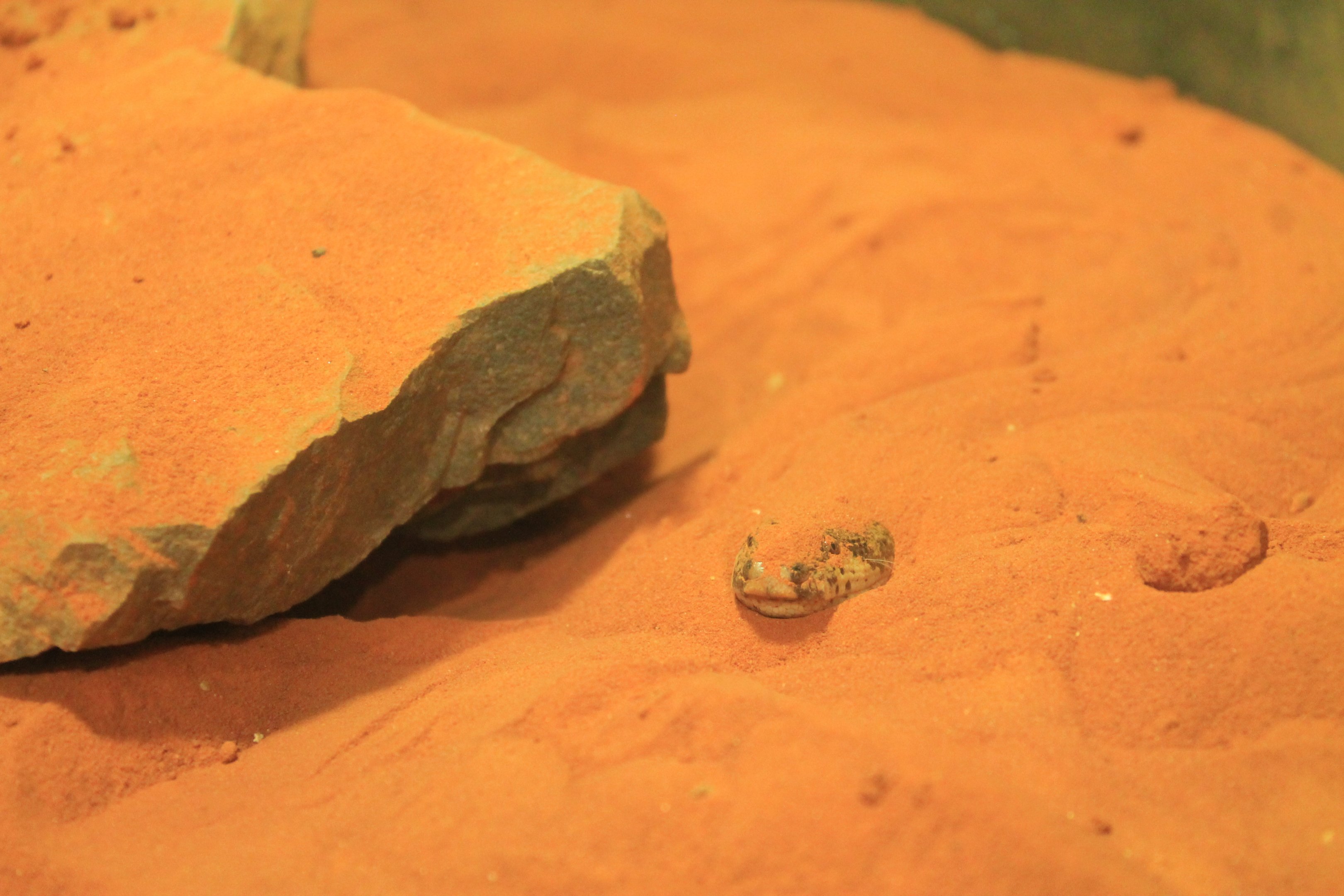 Kenyan Sand Boa (Eryx colubrinus loveridgei)