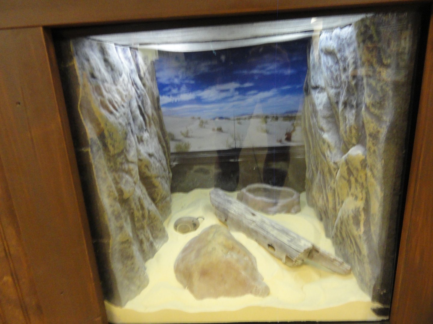 Kenyan Sand Boa Exhibit