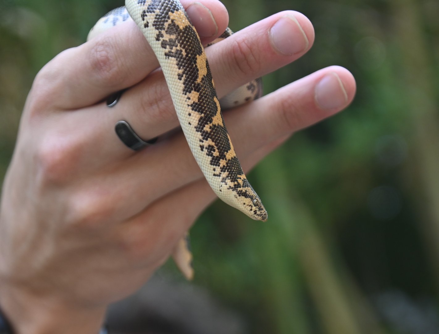 Kenyan sand boa (Gongylophis colubrinus)