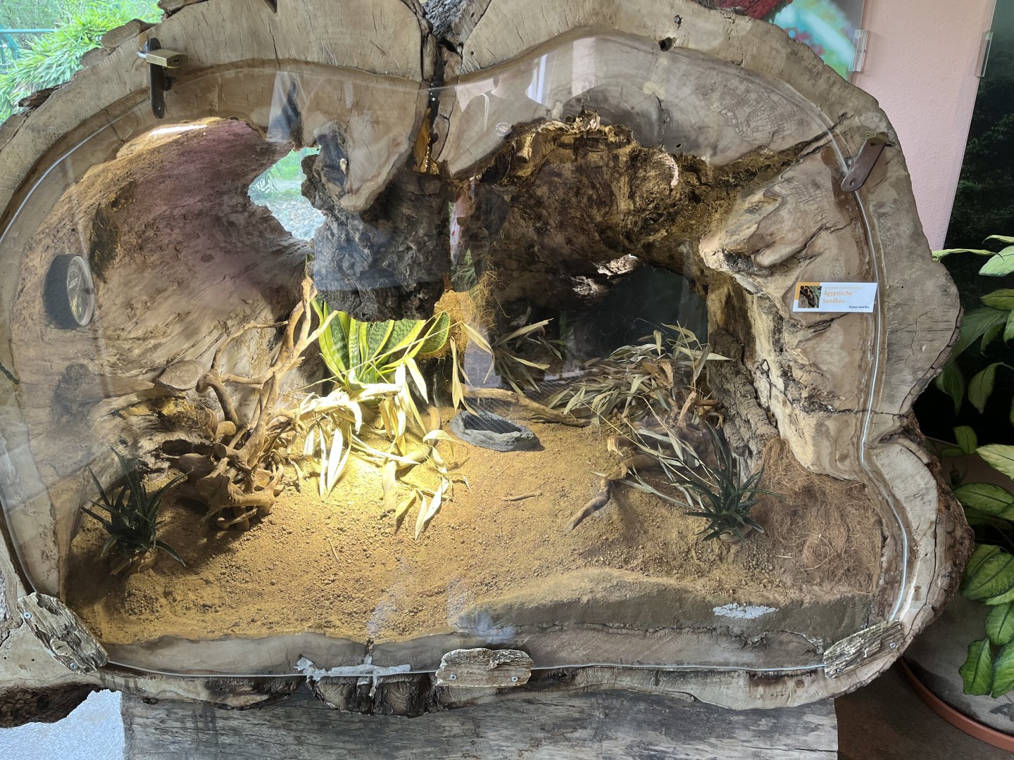 Kenyan sand boa log exhibit 13.7.25