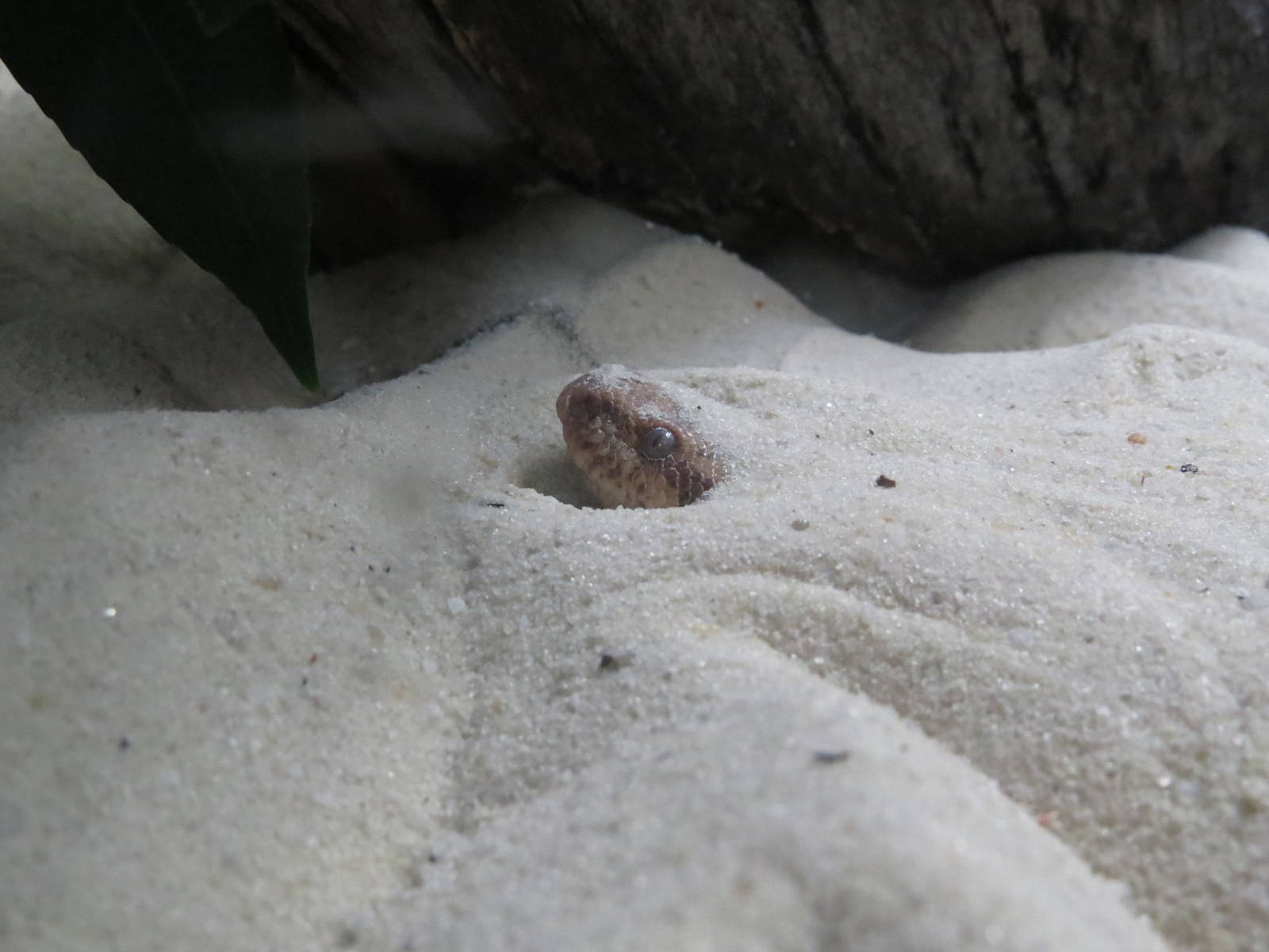 Kenyan sand boa, March 2015