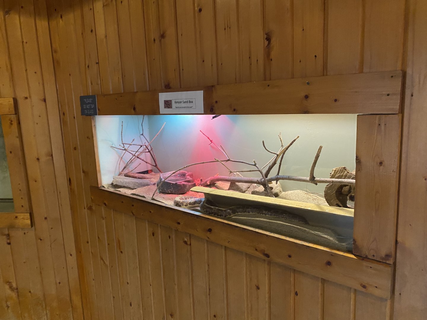 Kenyan Sand Boa Terrarium