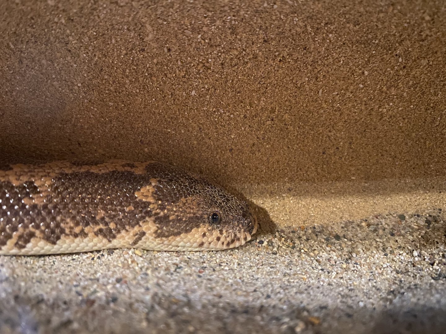 Kenyan Sand Boa