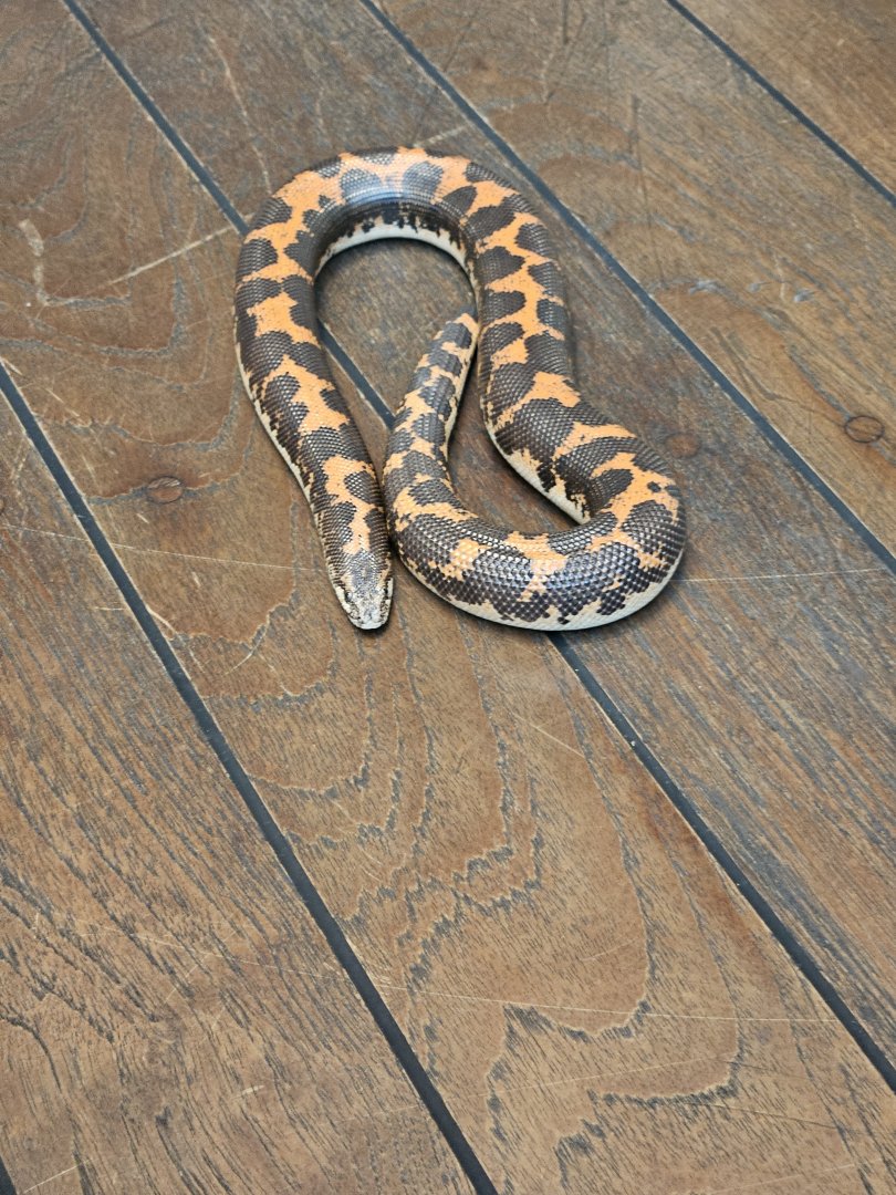 Kenyan sand boa