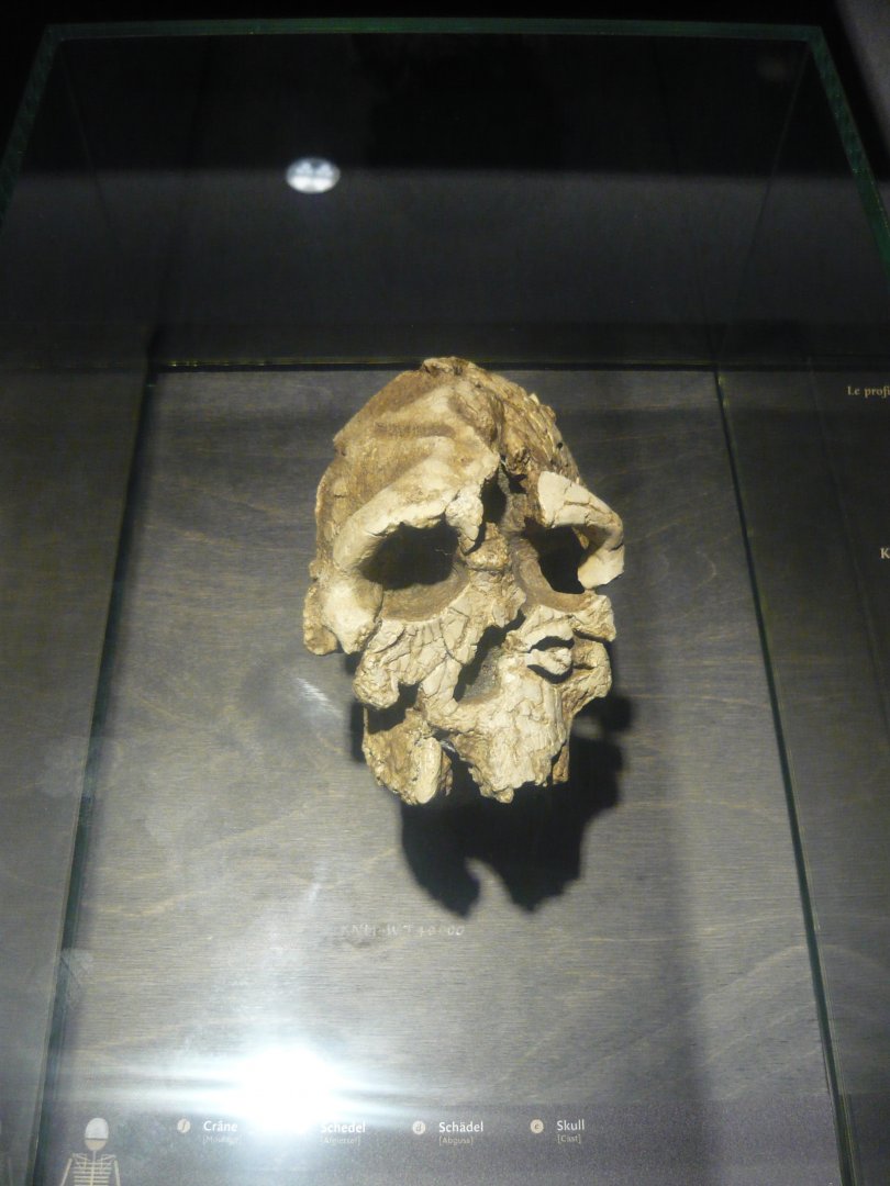 Kenyanthropus platyops skull (cast)