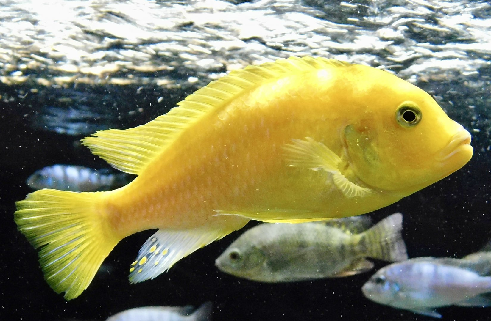 Kenyi Cichlid (Maylandia lombardoi) - Kawasui Kawasaki Aquarium October 21, 2025