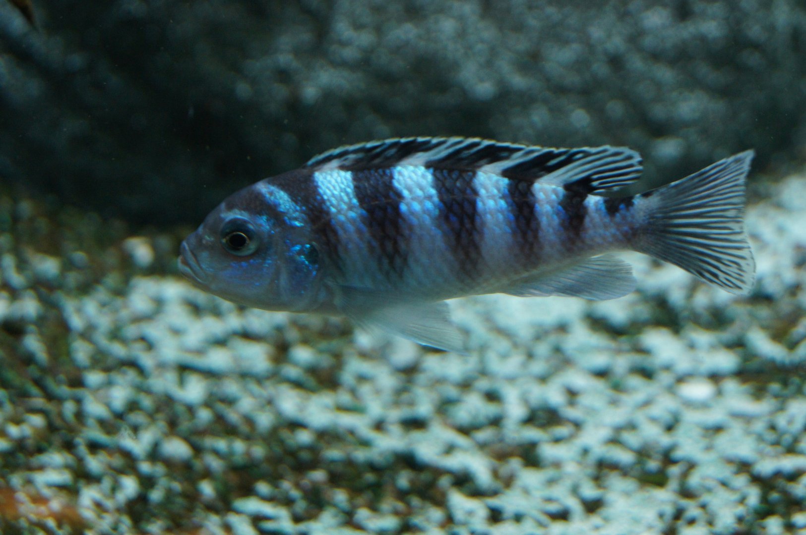 Kenyi Cichlid