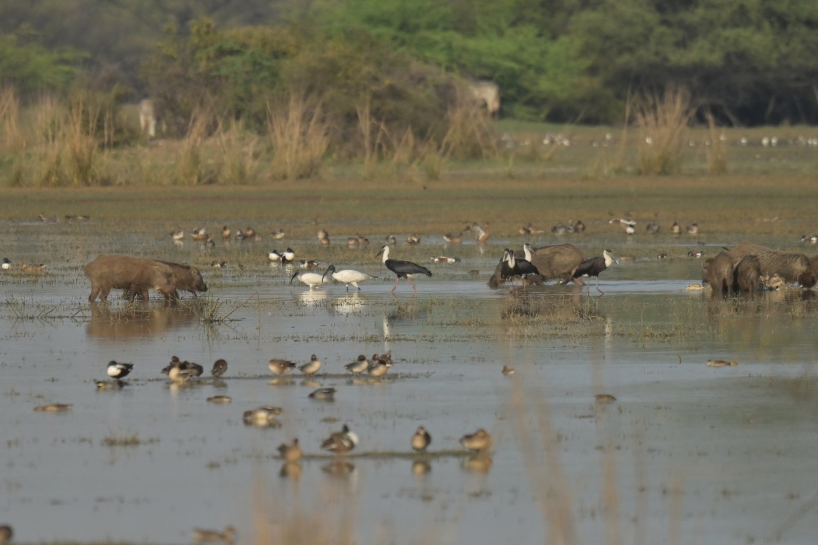 Keoladeo Gana scenery