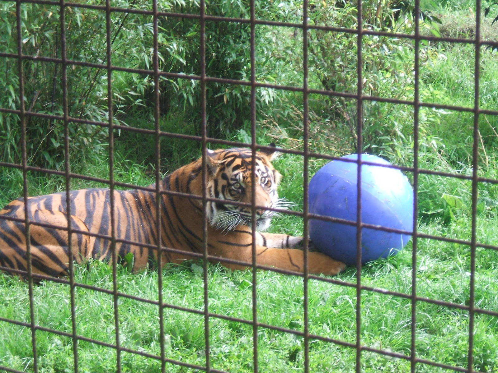 Kepala at Chester Zoo 2007