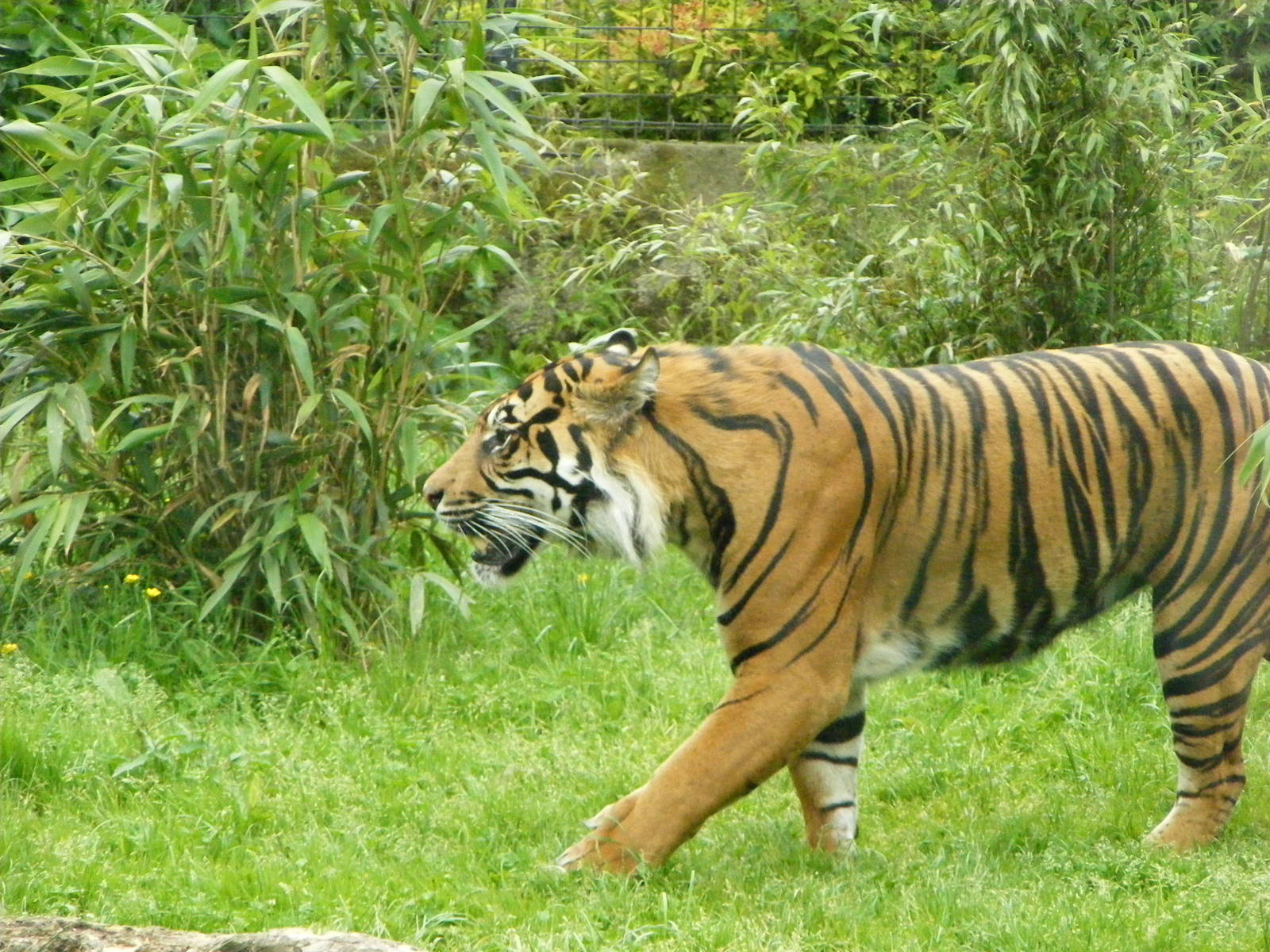 Kepala - Male Sumatran Tiger (Panthera tigris sumatrae)