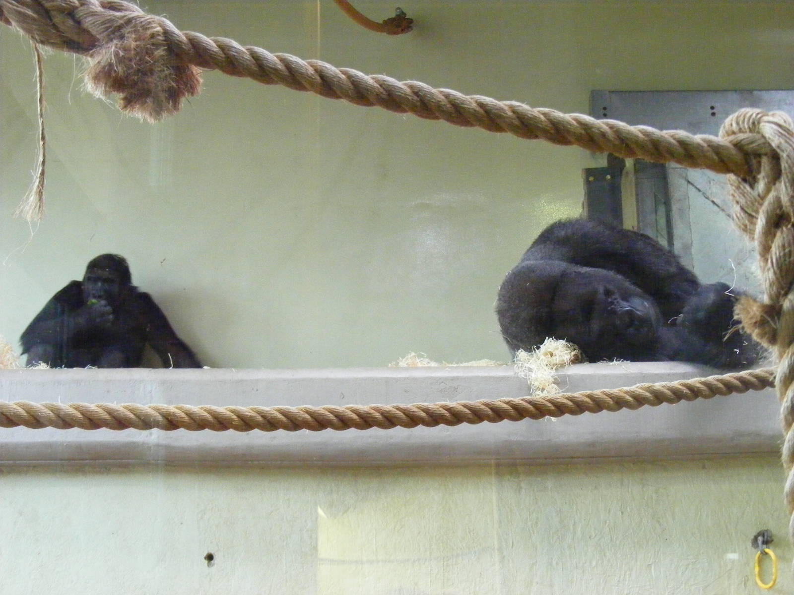 Kera and Jock the gorillas at Bristol Zoo, 1 August 2010