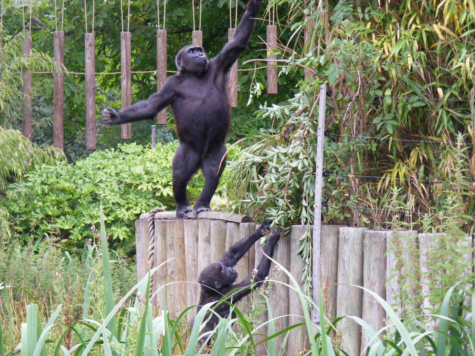 Kera and Komale the gorillas at Bristol Zoo, 1 August 2010