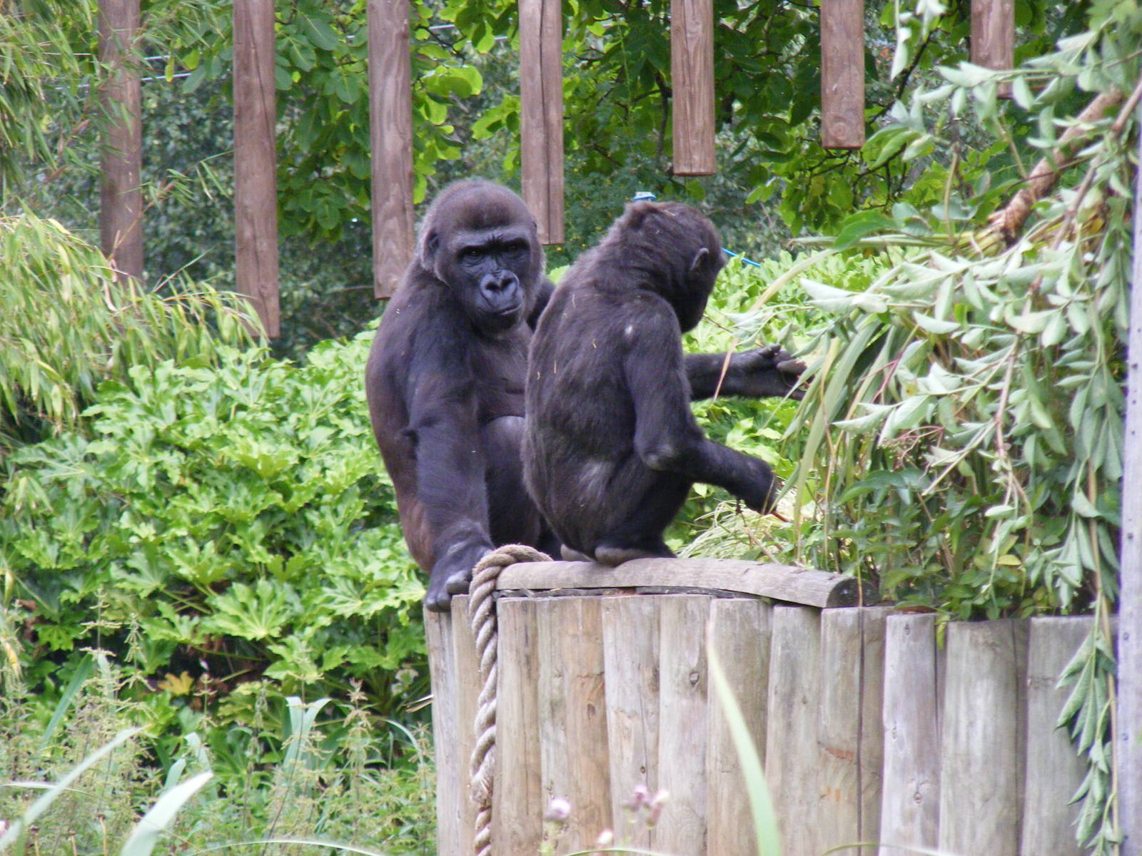 Kera and Komale the gorillas at Bristol Zoo, 1 August 2010