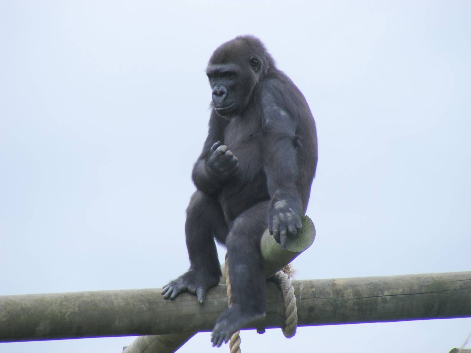 Kera the gorilla at Bristol Zoo, 1 August 2010