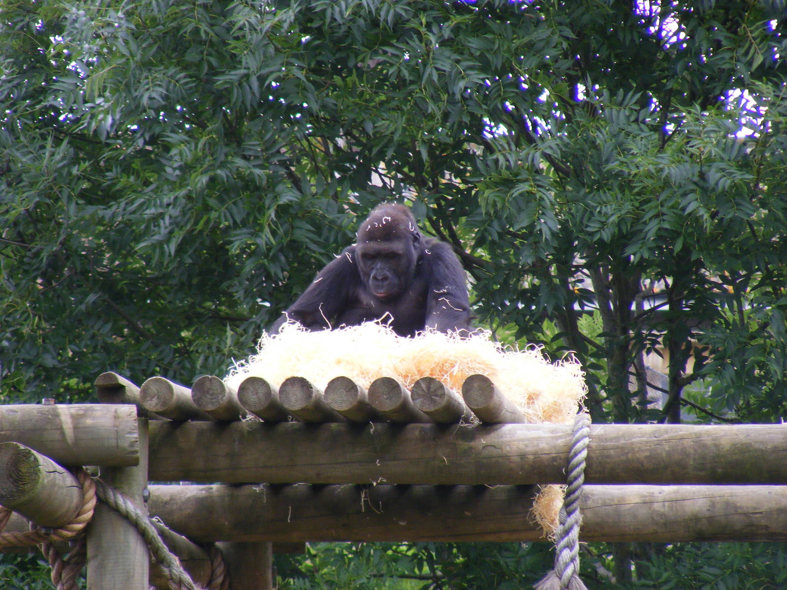 Kera the gorilla at Bristol Zoo, 1 August 2010