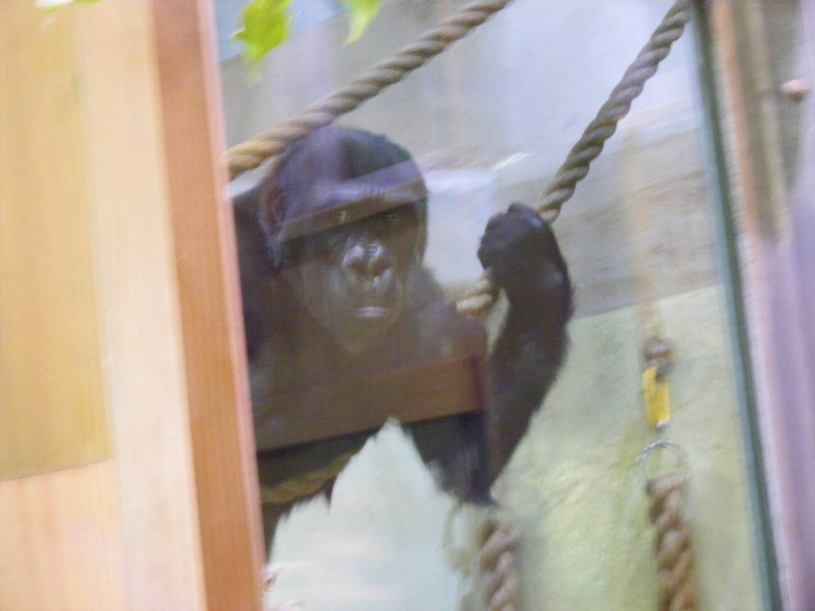 Kera the Gorilla in the gorilla house at Bristol Zoo, 12 April 2009