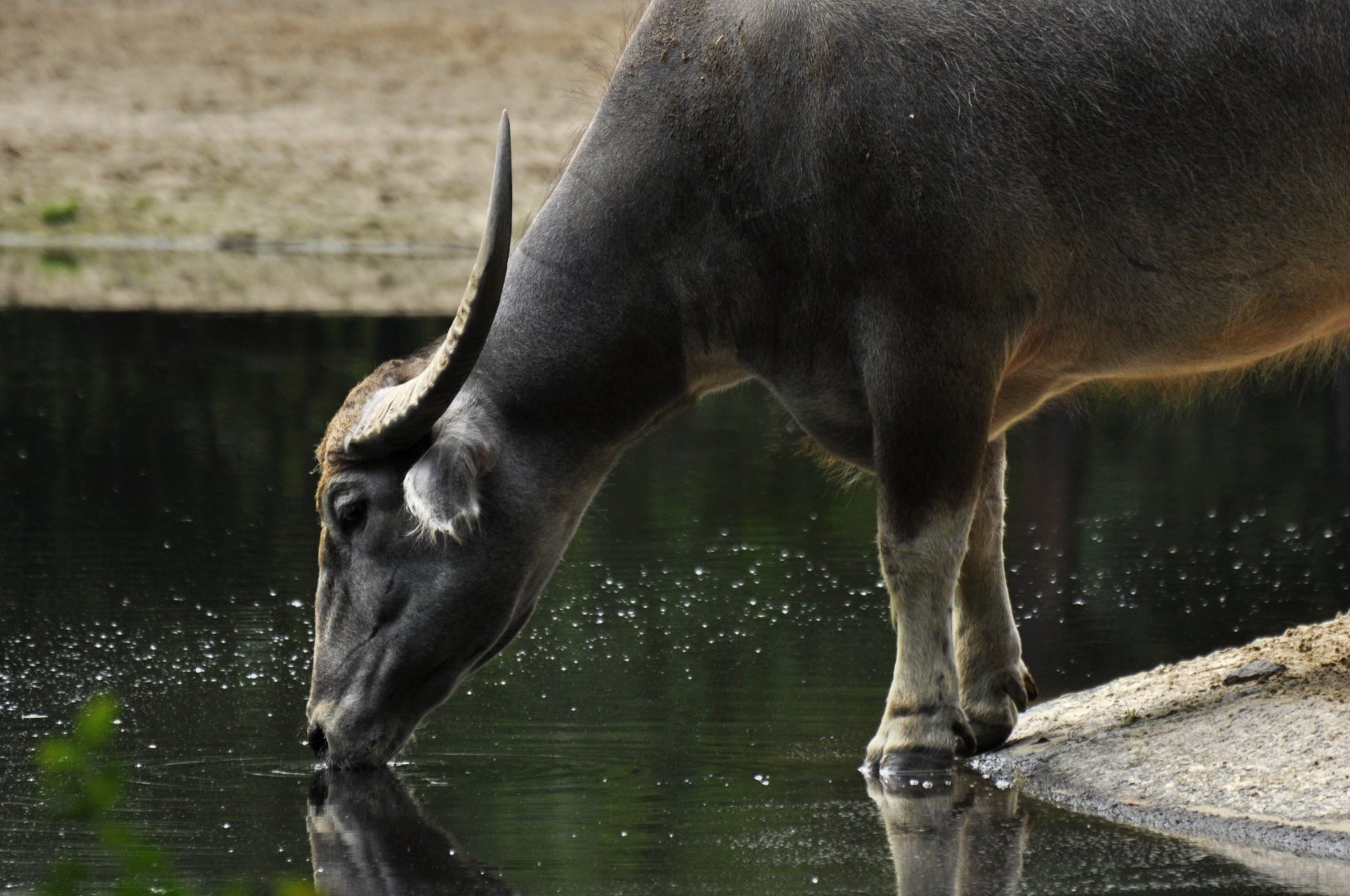 Kerabau (Bubalus arnee f. bubalis)