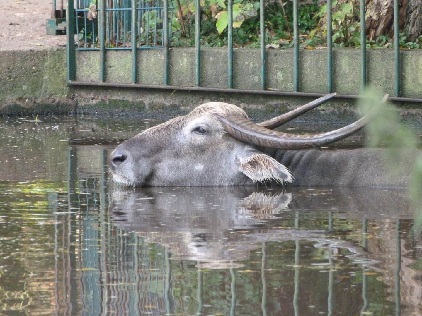 Kerabau -Tierpark Berlin (2024)