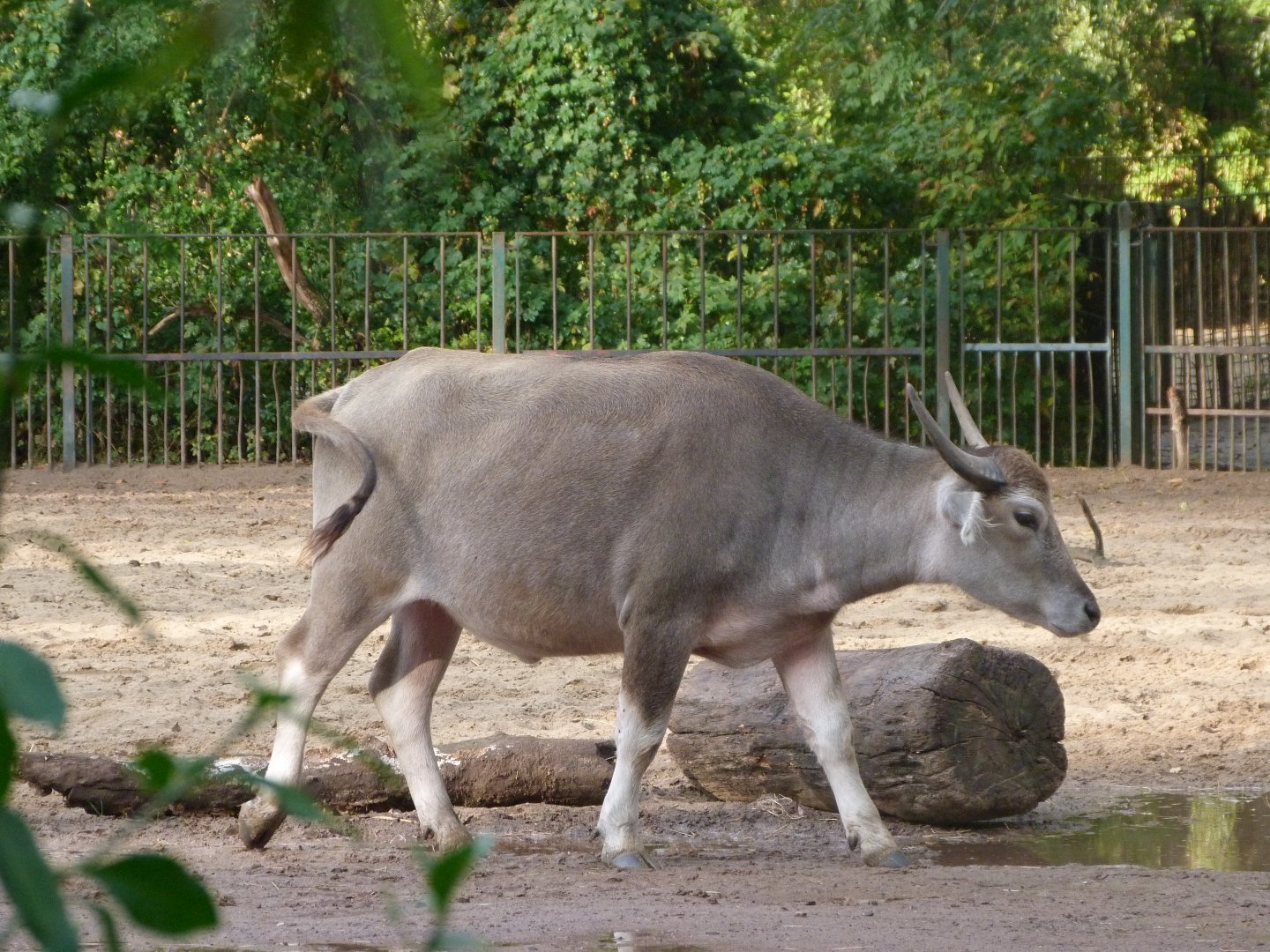 Kerabau -Tierpark Berlin (2024)