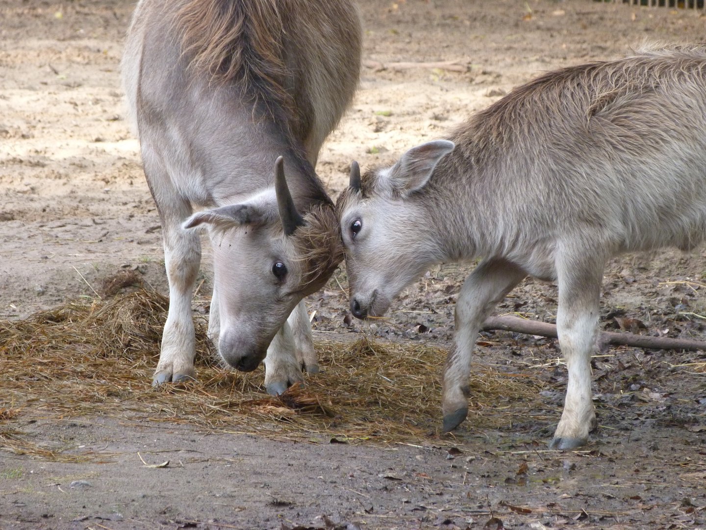 Kerabau -Tierpark Berlin (2024)
