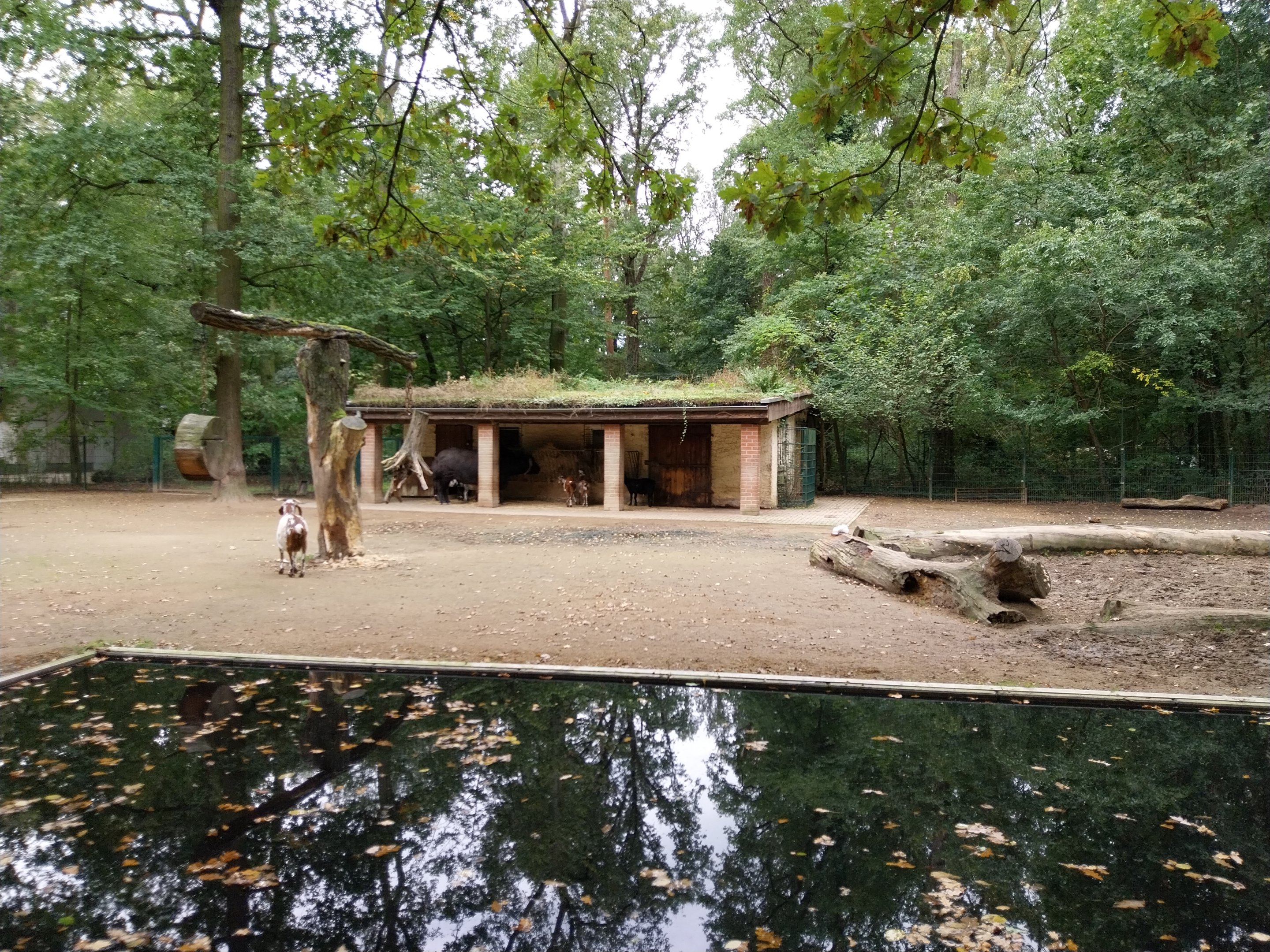 Kerabou and South European Waterbuffalo