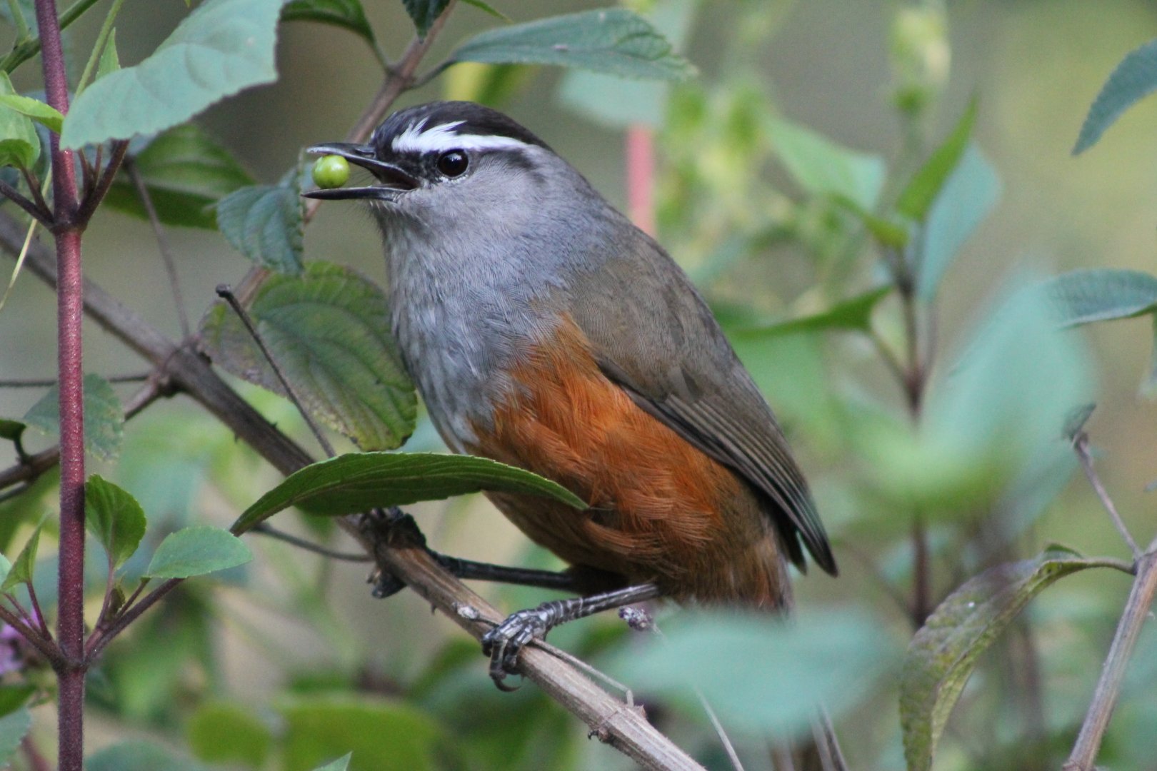 Kerala Laughing Thrush (Garrulax fairbanki)