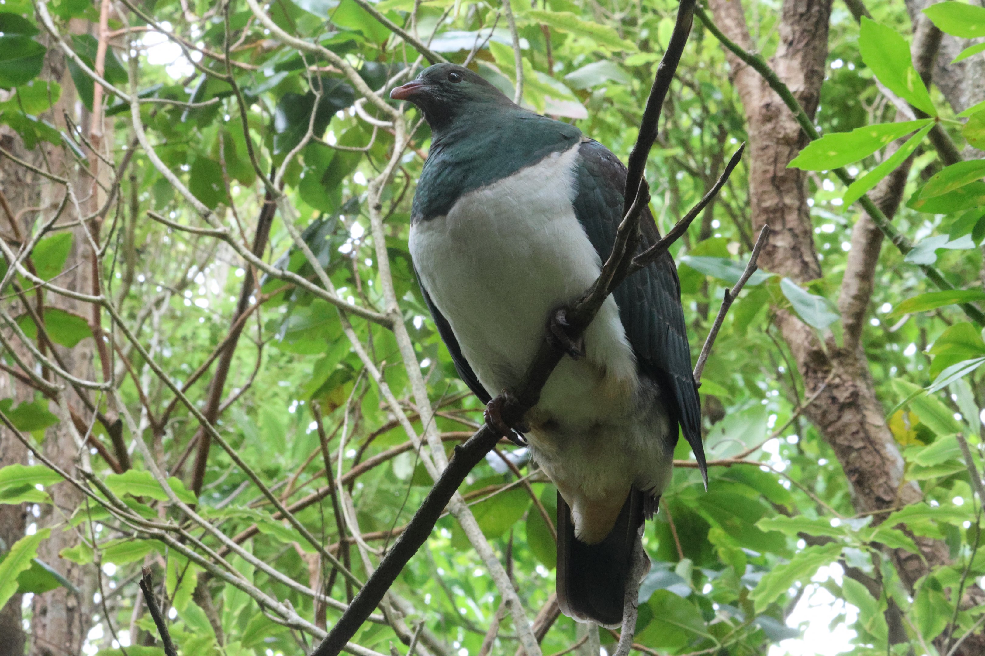 Kererū juvenile, Wellington Zoo grounds