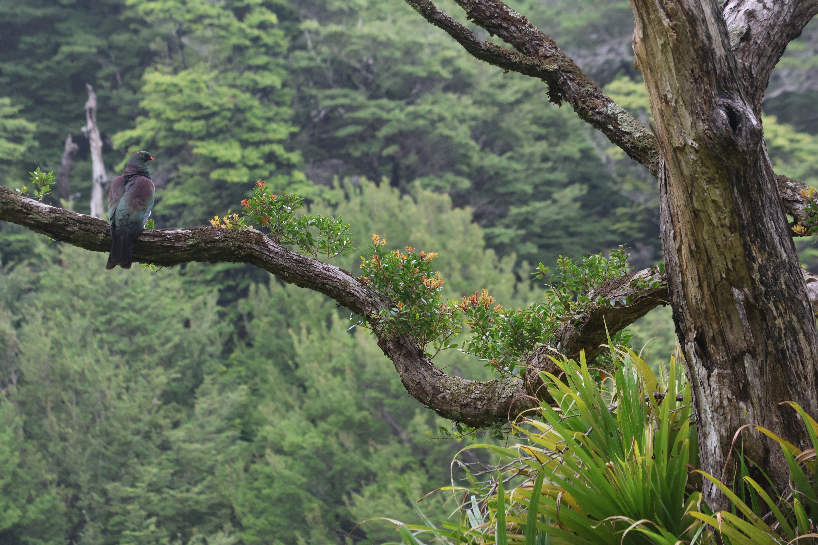 Kererū, Kererū Road Track, Days Bay (Eastbourne, Lower Hutt, Wellington)