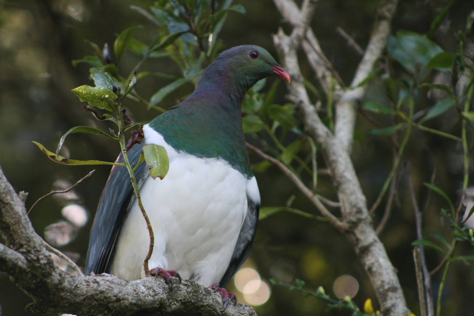 Kereru/New Zealand Wood Pigeon