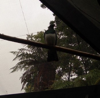 Kereru or New Zealand Pigeon (Hemiphaga novaeseelandiae)