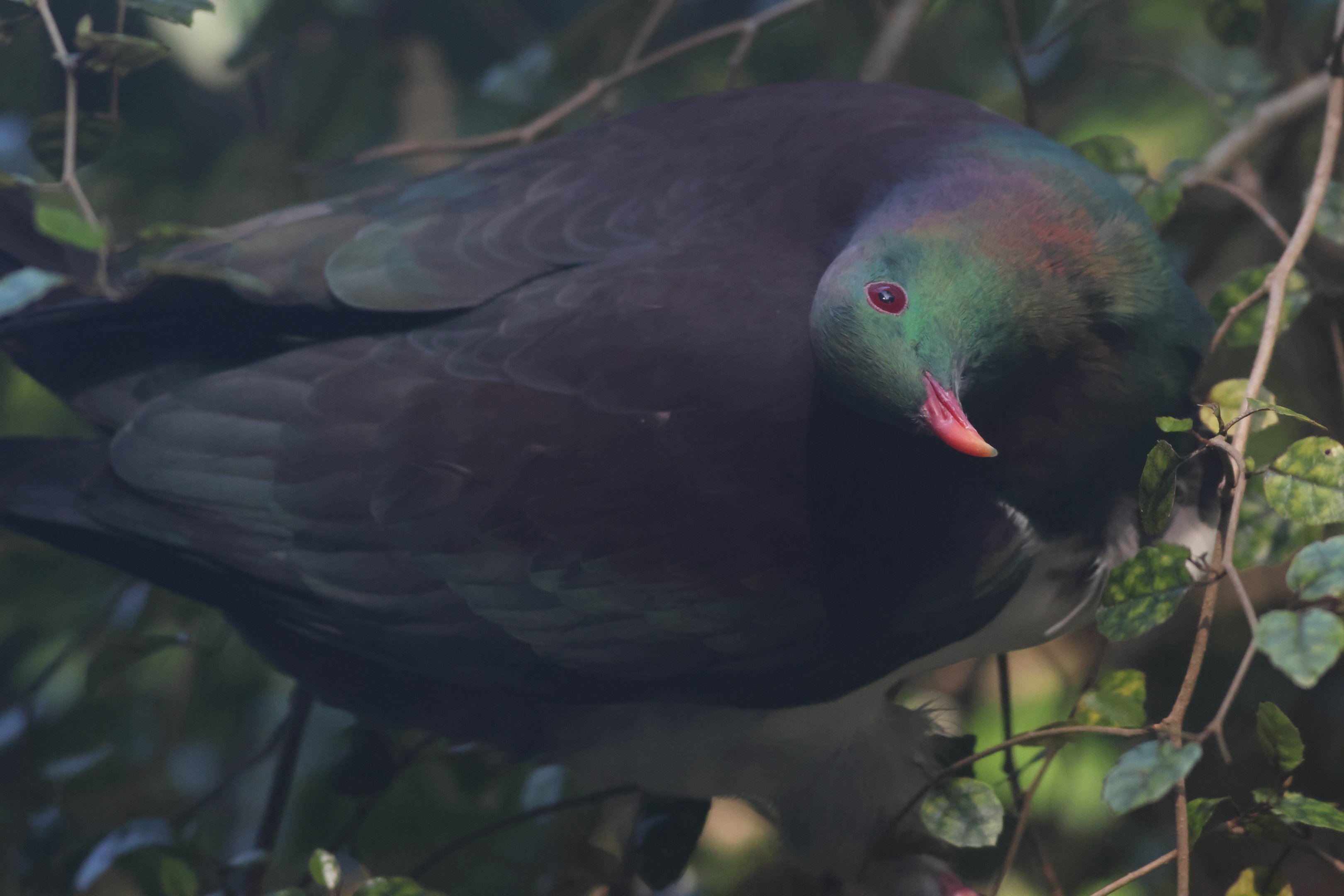 Kererū
