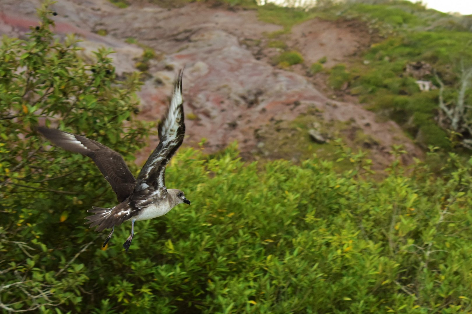 Kermadec Petrel, Pterodroma neglecta