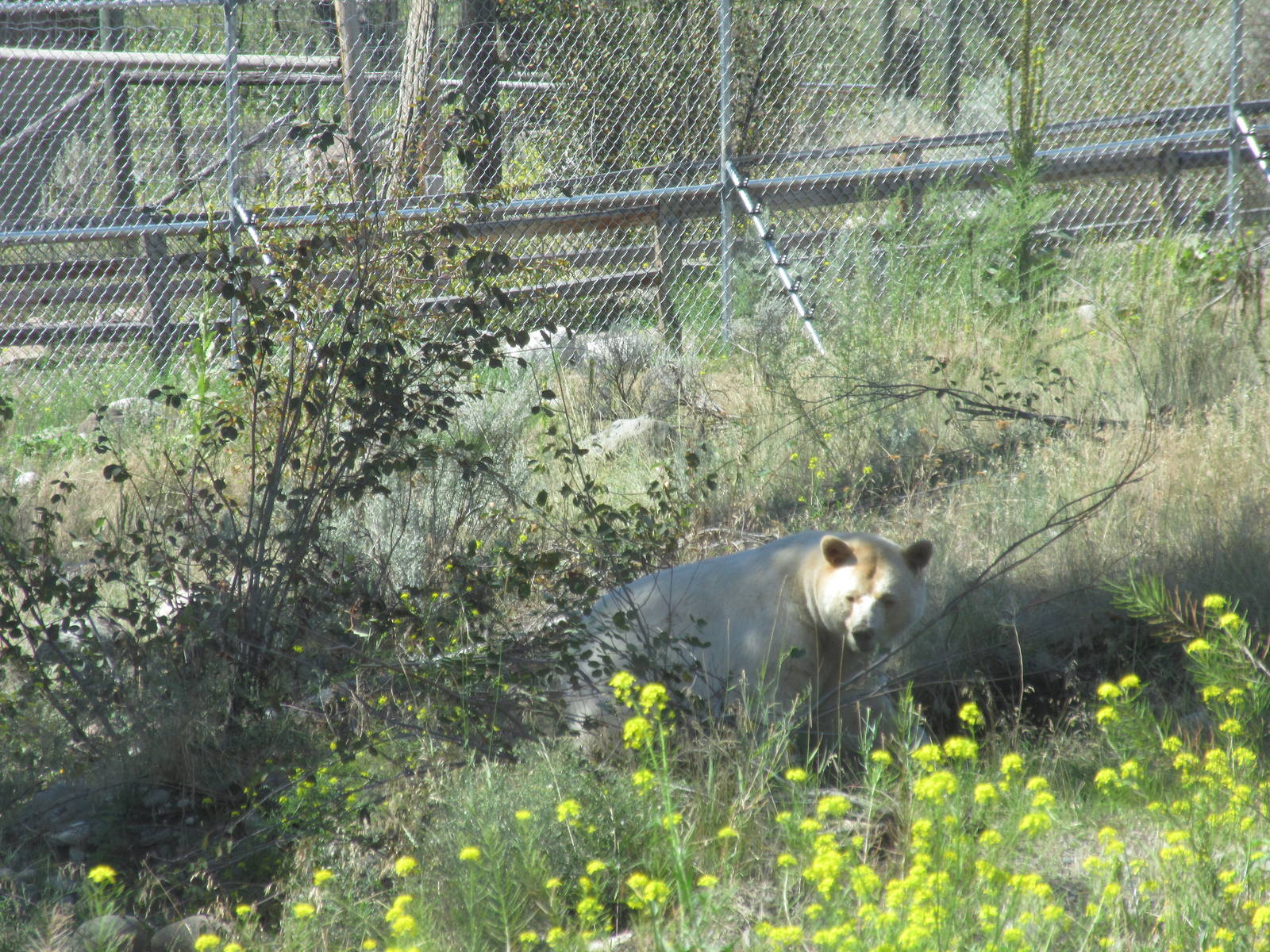 Kermode Bear (the only captive specimen on the planet)