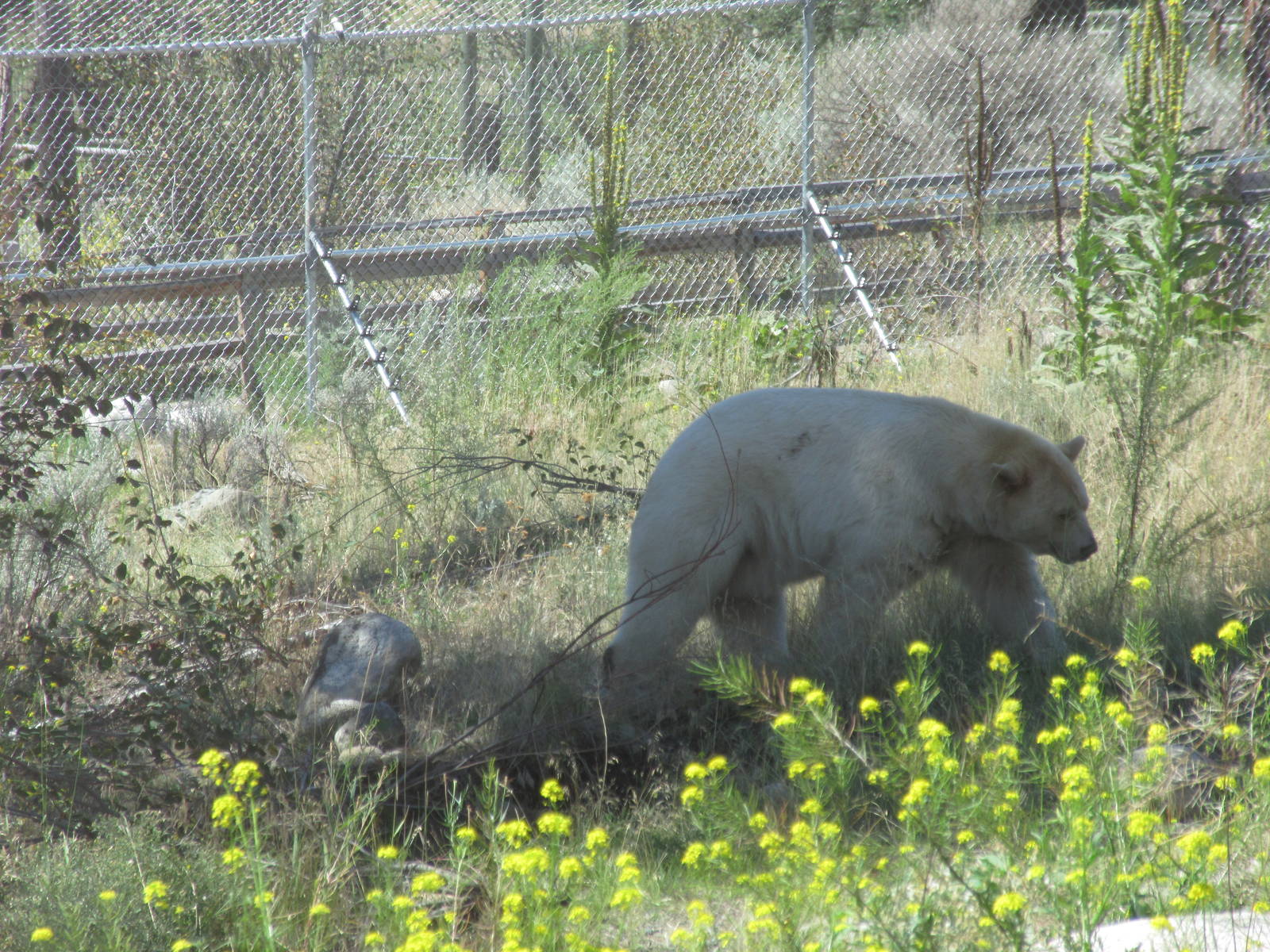 Kermode Bear (the only captive specimen on the planet)