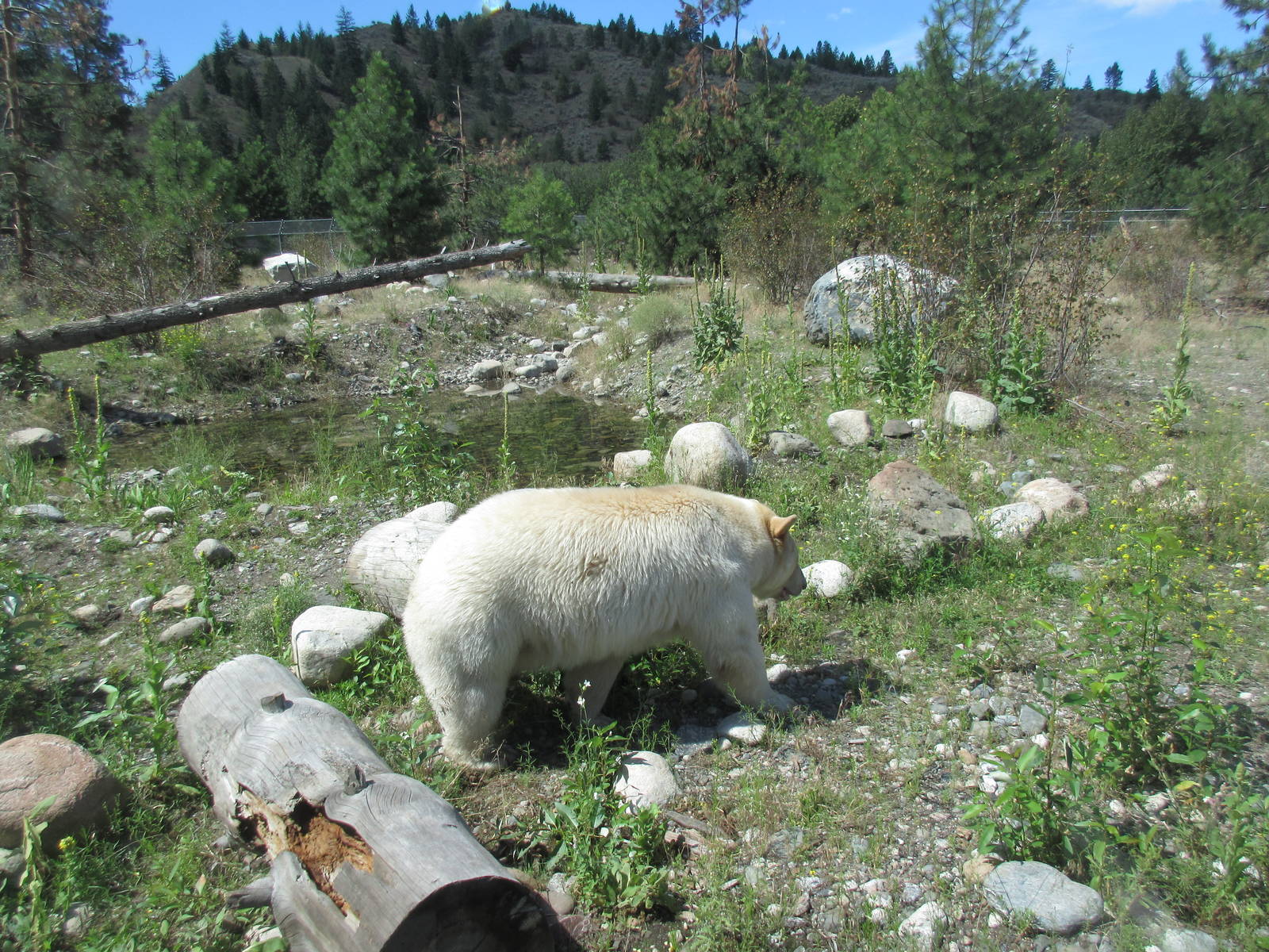 Kermode Bear (the only captive specimen on the planet)