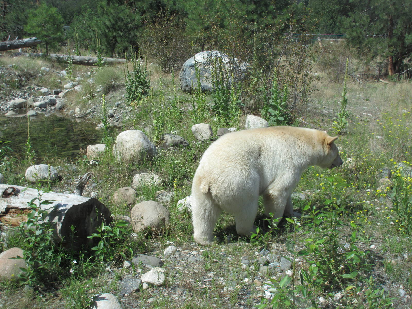 Kermode Bear (the only captive specimen on the planet)