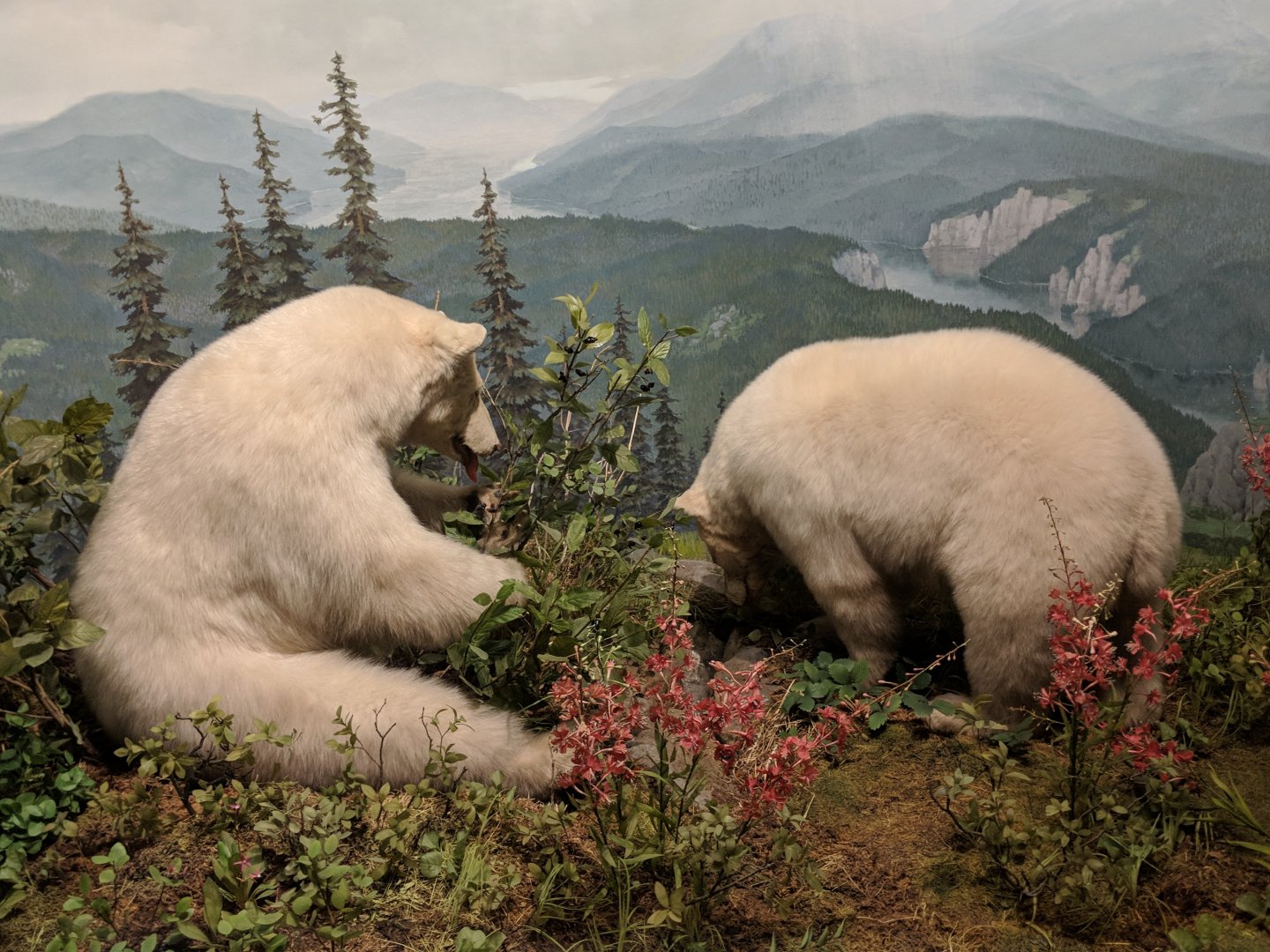 Kermode bear (Ursus americanus kermodei)