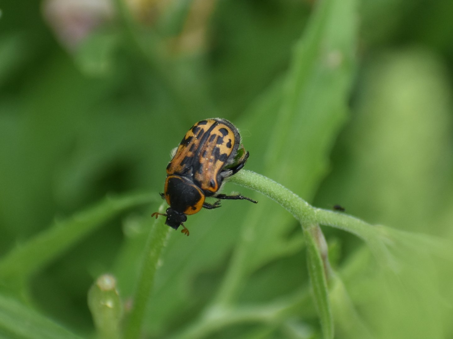 Kern's Flower Scarab