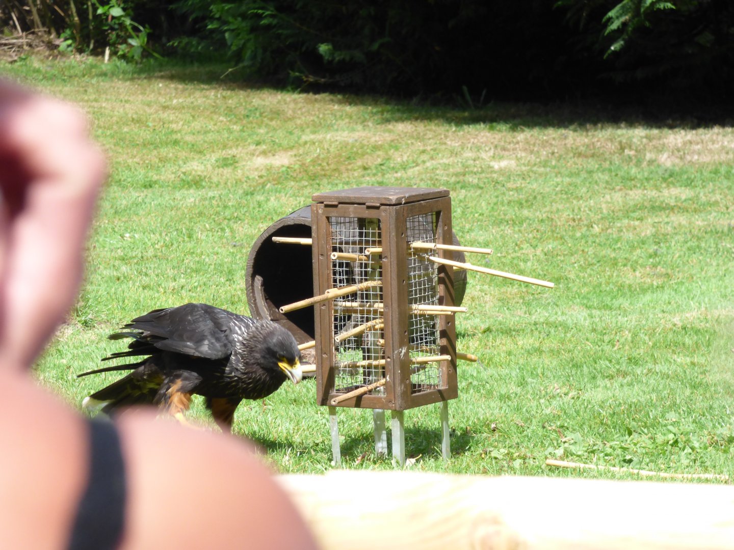 Kerplunk for Caracara