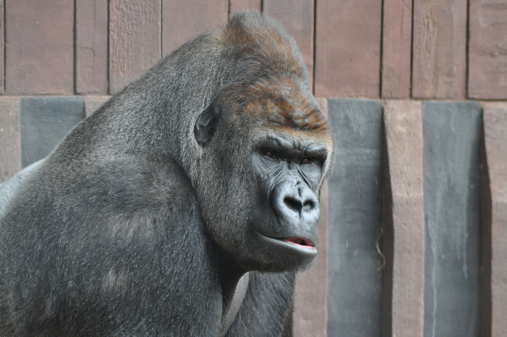 Kesho, male Western Lowland Gorilla