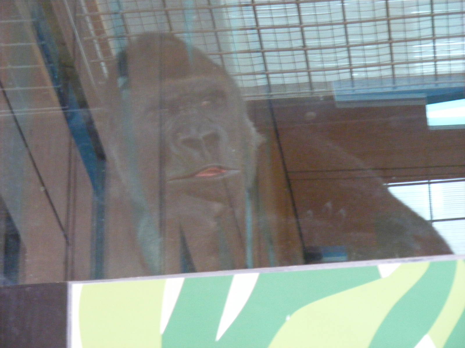 Kesho the gorilla at London Zoo, 15 January 2011