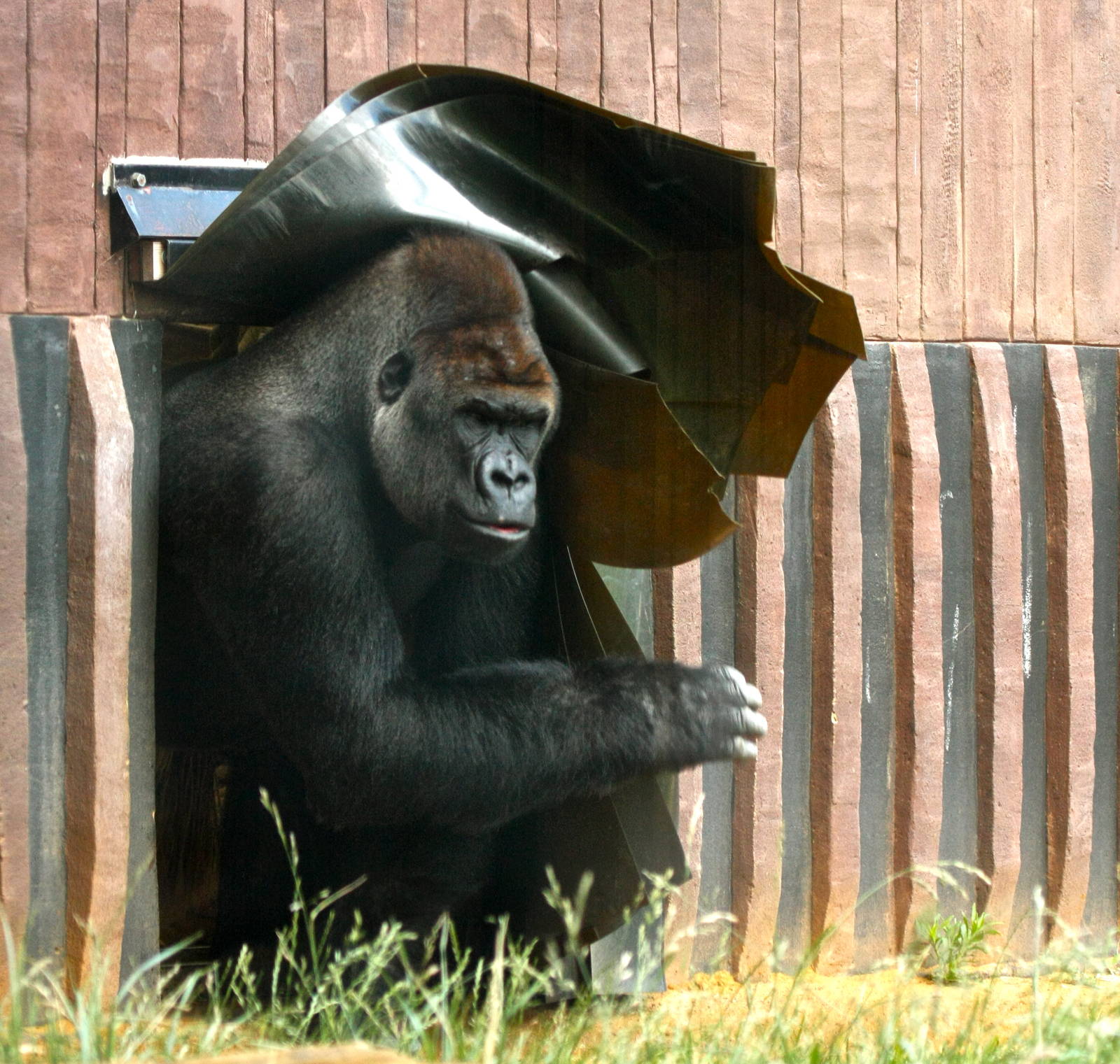 Kesho wants his dinner